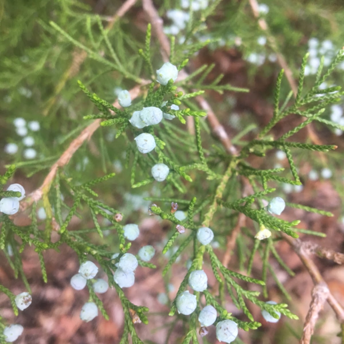 Eastern Red-cedar