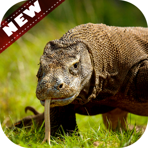Komodo Dragon Wallpaper - Lizard Wallpaper