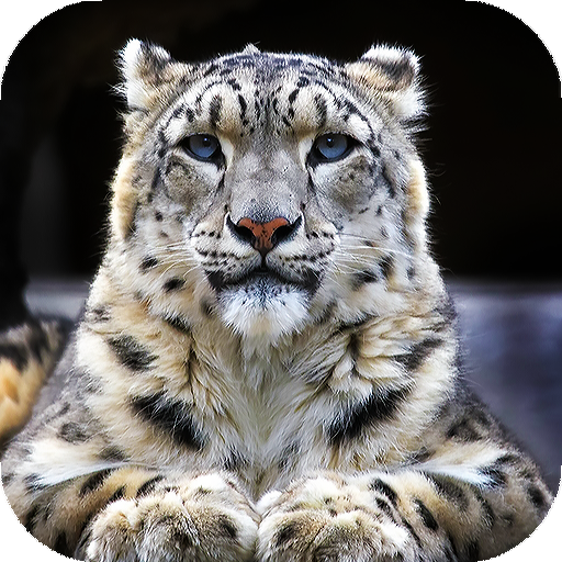 Snow Leopard Wallpapers  backgrounds hd