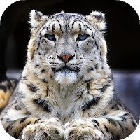 Snow Leopard Wallpapers  backgrounds hd