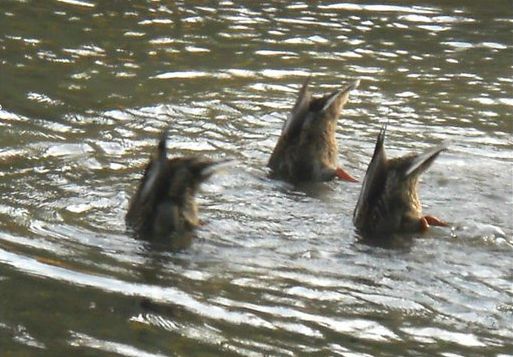 Nuoto sincronizzato di vola in alto solo chi ha il coraggio di farlo