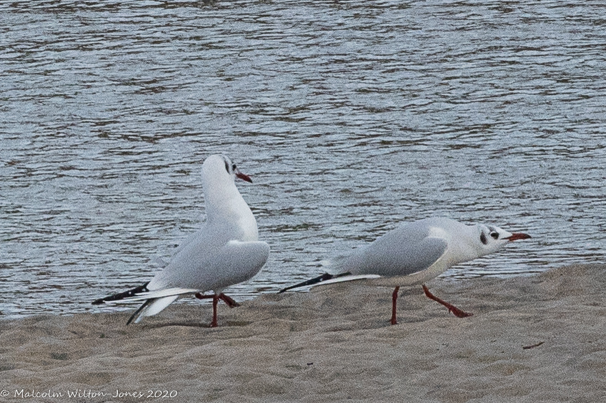 Black-headed Gull