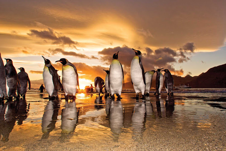 A group king penguins gather at sunrise on the shore of St. Andrews Bay on  South Georgia during a Lindblad Expeditions tour.
