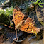 Tawny Emperor