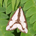 Leconte's Haploa Moth