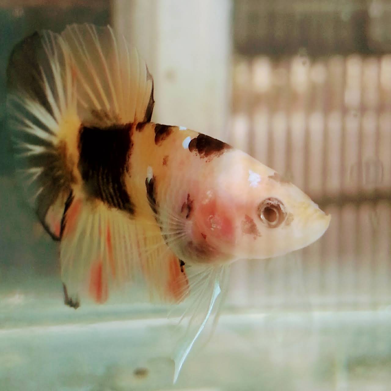 Cupang Hias Halfmoon Plkad Big Ear Koi Galaxy Nemo Yellow Base