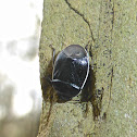 White-margined Burrower Bug