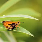 Yellow Palm Dart