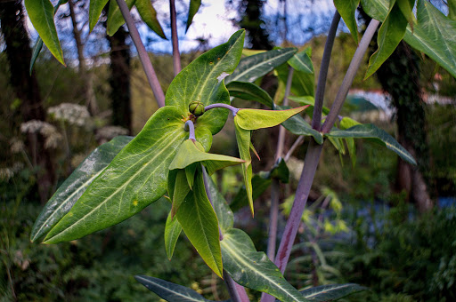 Euphorbia lathyris