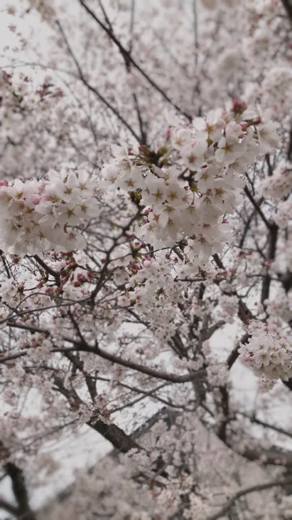 「ごめんなさい」のメインビジュアル