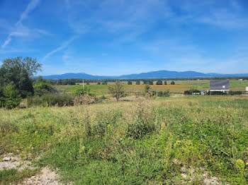 maison neuve à Galfingue (68)