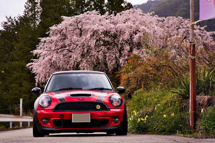 ミニクーパーSの桜とコラボ・EOS RP・1037WORKSに関するカスタム事例の投稿画像1枚目