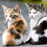 kittens wallpapers  Icon