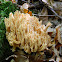 Coral fungus (Ραμάρια)