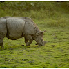 Indian Rhinoceros