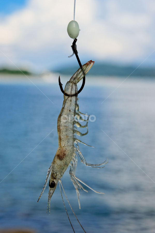 How To Hook Shrimp Like A Fishing Pro (VIDEO)