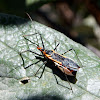 Zelus Assassin Bug