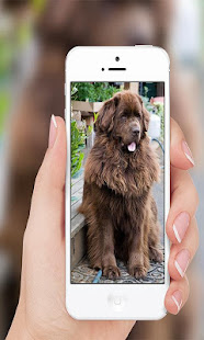 Big dog(圖4)-速報App