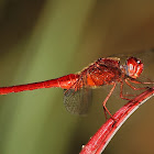 Scarlet skimmer