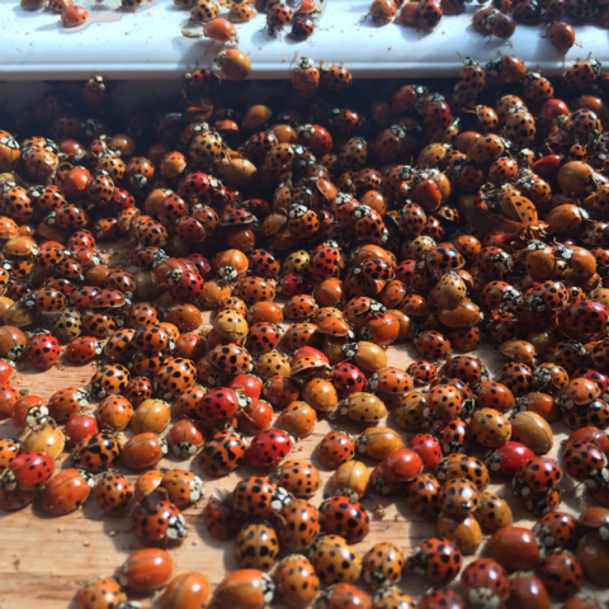 Ladybugs