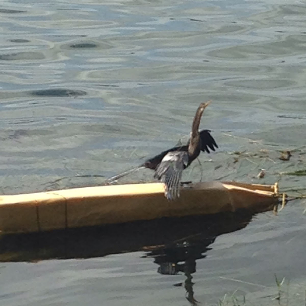 Anhinga