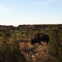 American bison