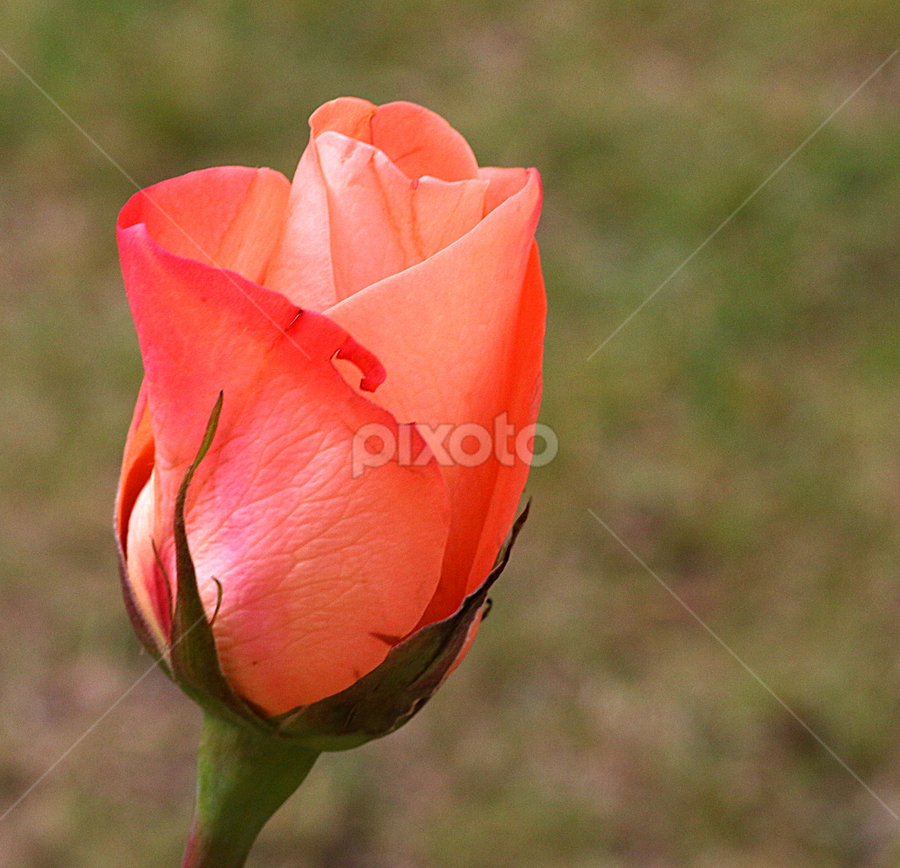 900px x 868px - Peach Rose Bud | Flower Buds | Flowers | Pixoto