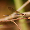 Blue-ringed Dancer Damselfly