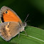 Small Heath