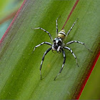 Jumping Spider