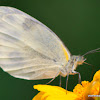 Cabbage white