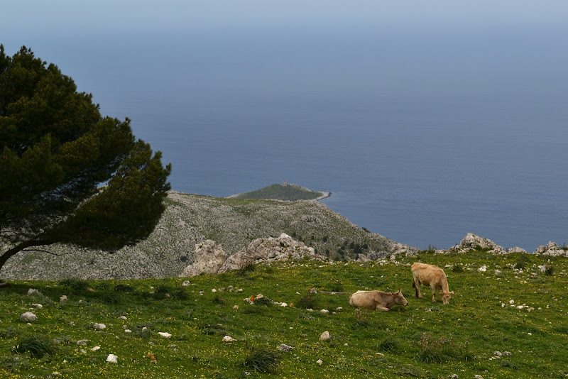 Pascolo vista mare di Egon74