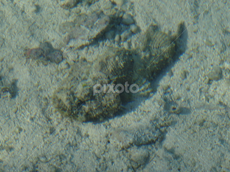 Stonefish In Bora Bora Blended Into The Ocean Floor Fish