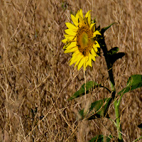 Girasole solitario  di 