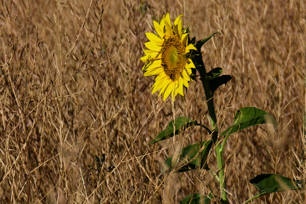 Girasole solitario  di Ltz/rivadestra