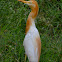 cattle egret