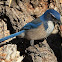 California scrub jay