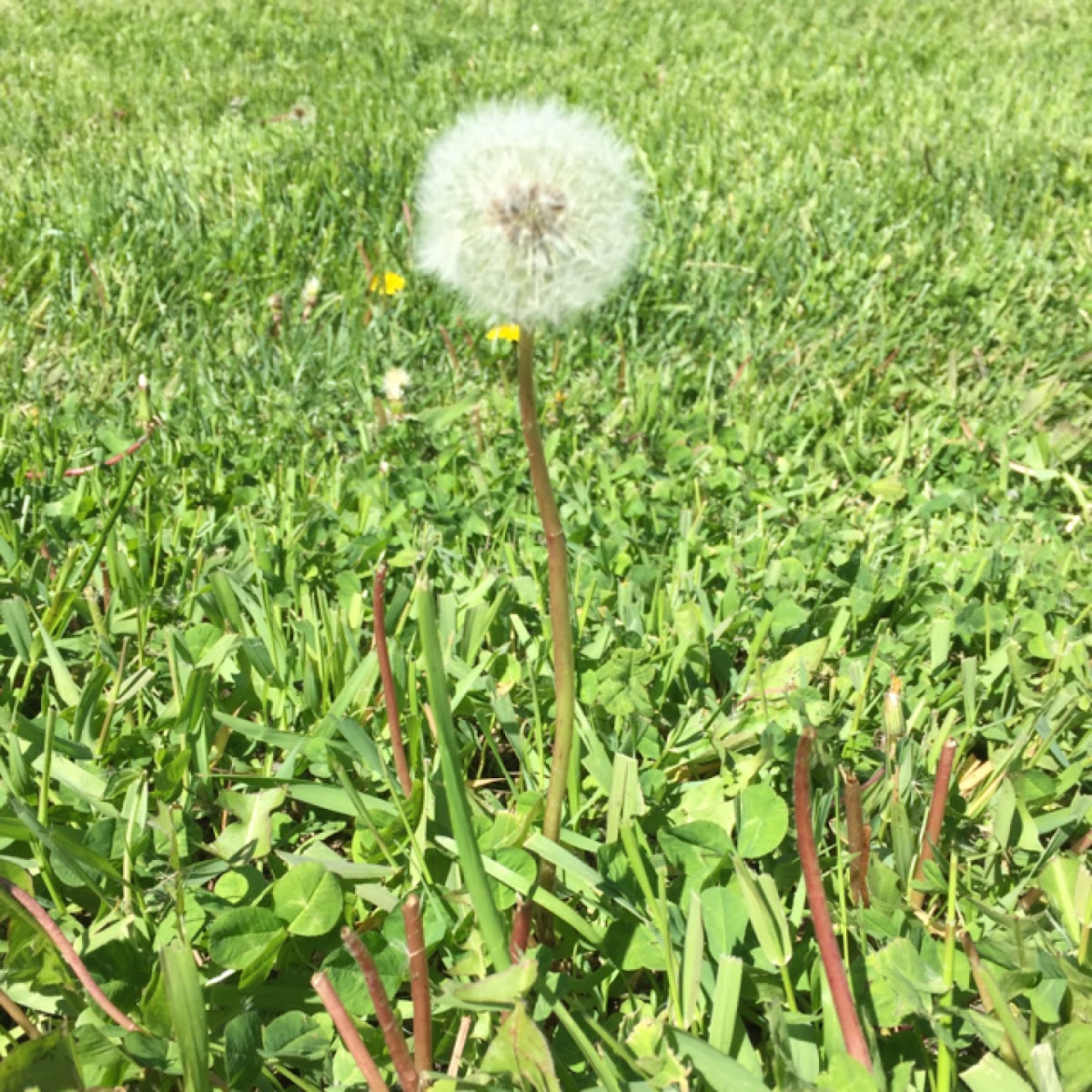 Dandelion