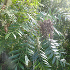 Winged Sumac