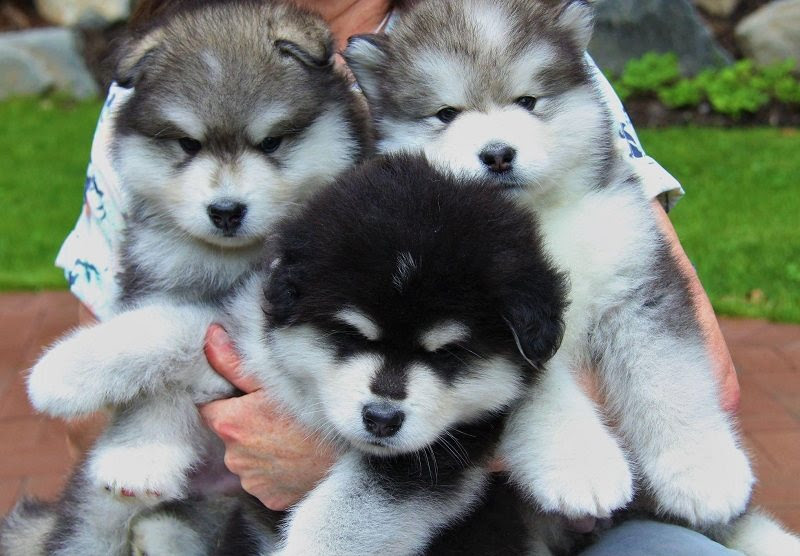 Harga Alaskan Malamute. Harga jual beli anak anjing Alaskan Malamute di Indonesia