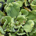 Water Lettuce