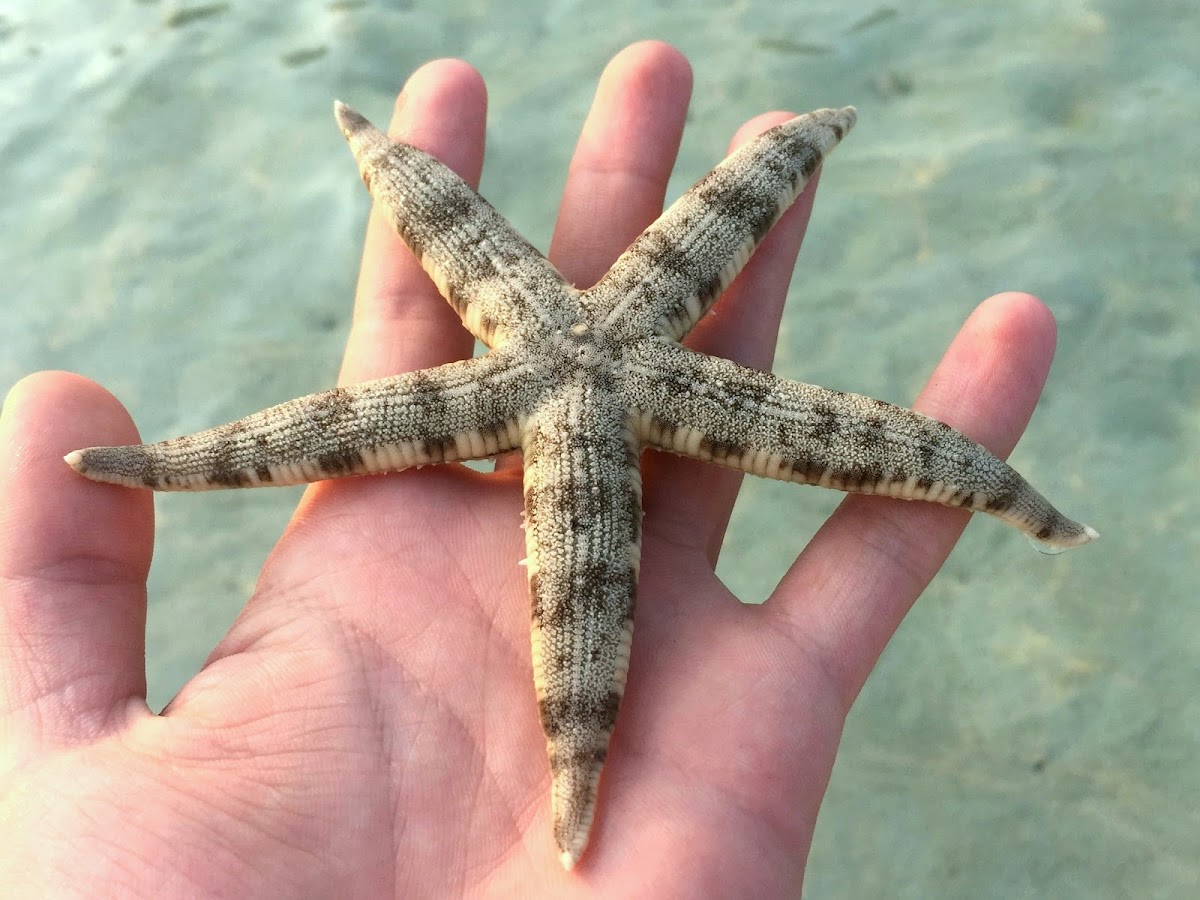 Sand Star