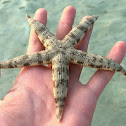 Sand Star