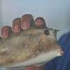 Honeycomb Cowfish