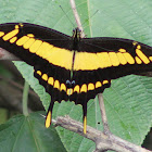 King swallowtail