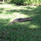 Asian Water Monitor