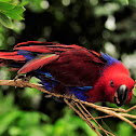 Eclectus Parrot