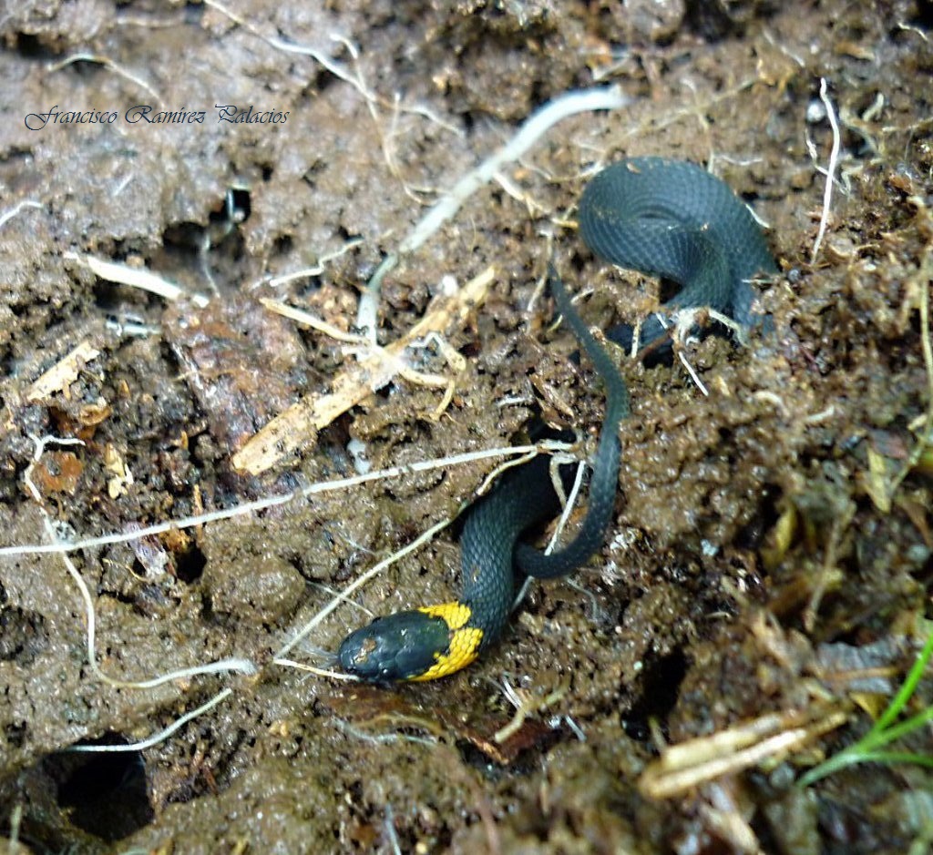 Ring-necked Snake/Culebra de collar amarillo