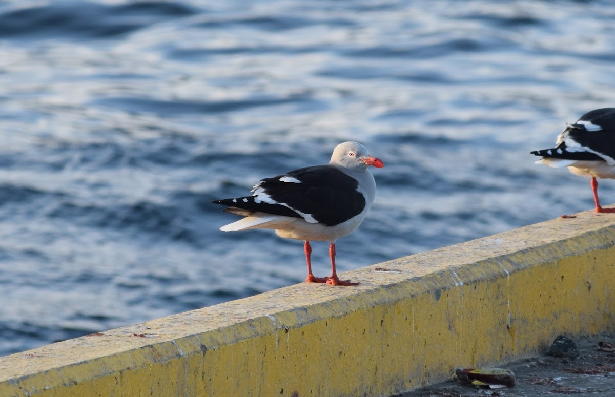 Gaviota austral