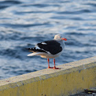 Gaviota austral